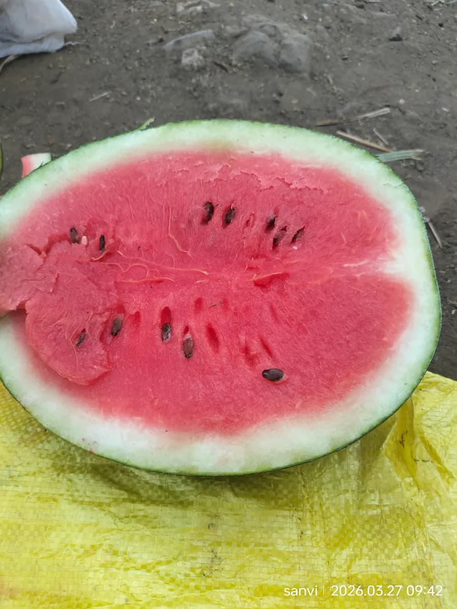 ताजे कलिंगड विक्रीसाठी उपलब्ध