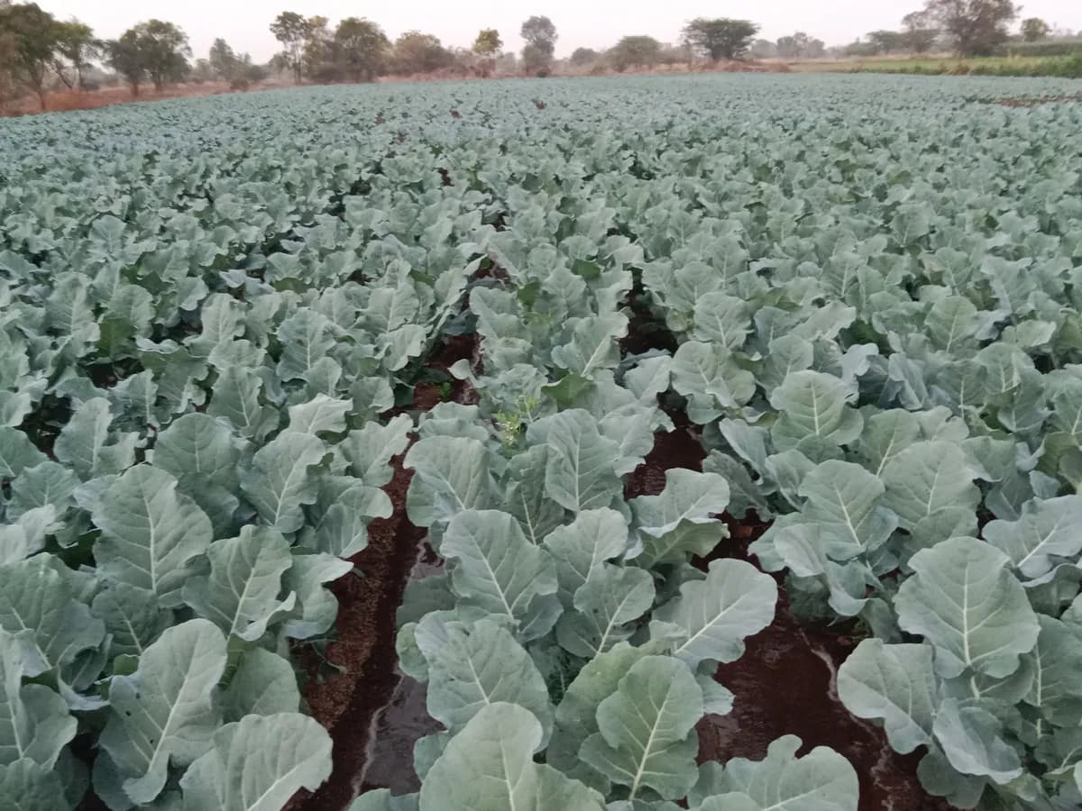 अष्टविनायक ट्रेडिंग कंपनी 