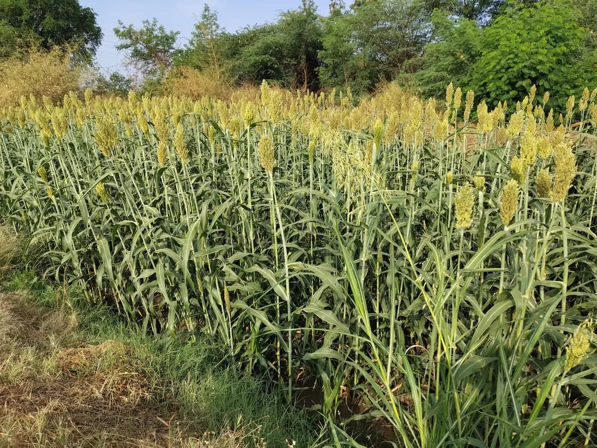 चारा विकणे आहे 