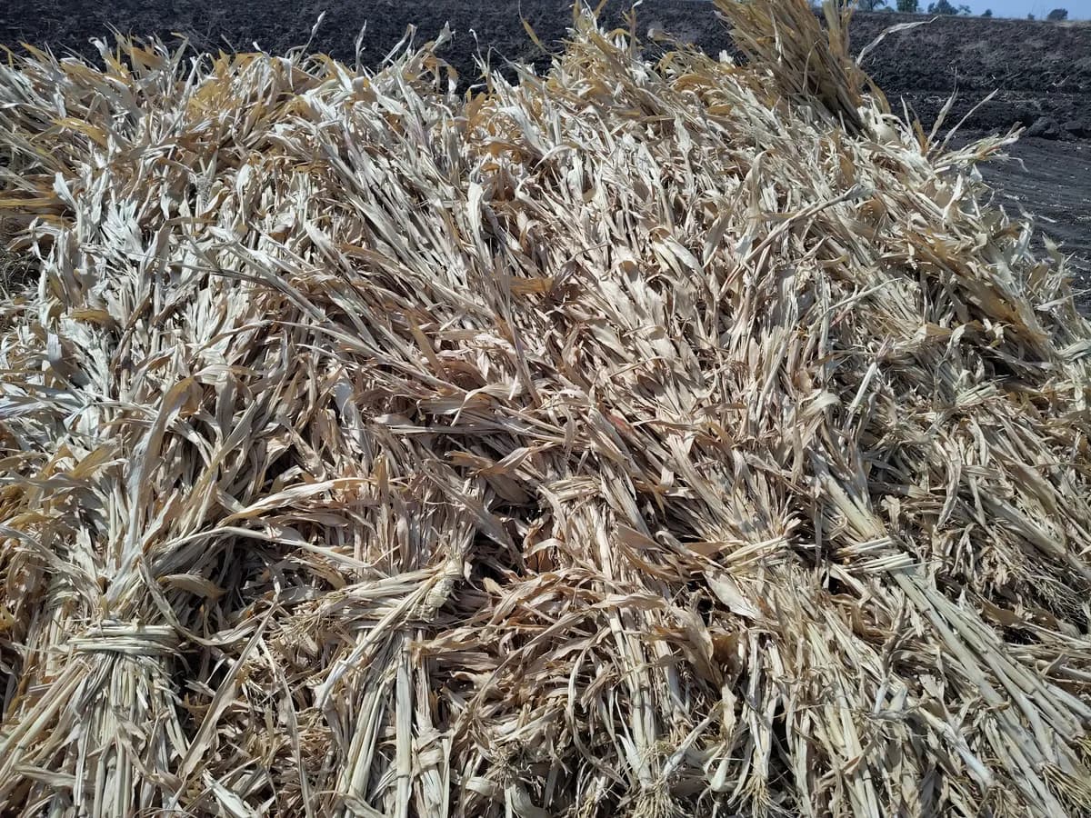 ज्वारीचा वाळलेला कडबा विक्रीस उपलब्ध