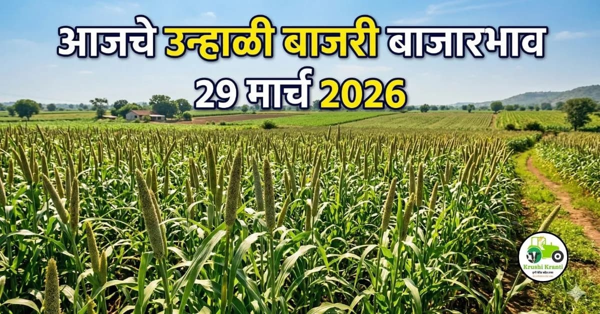 29 मार्च 2026 : आजचे उन्हाळी बाजरी बाजारभाव