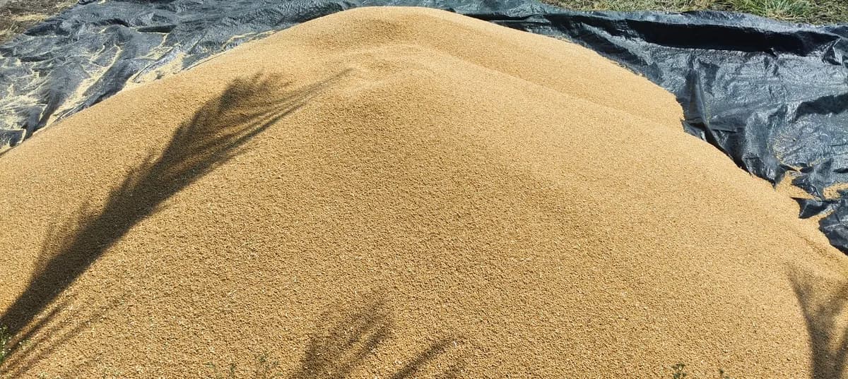 शेत गहू विकणे आहे