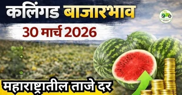कलिंगड बाजारभाव 30 मार्च 2026 | महाराष्ट्रातील ताजे दर