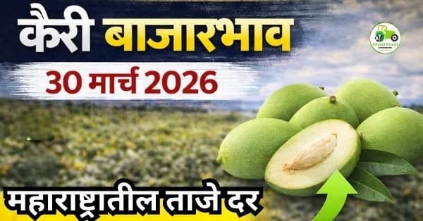 कैरी बाजारभाव 30 मार्च 2026 | महाराष्ट्रातील ताजे दर