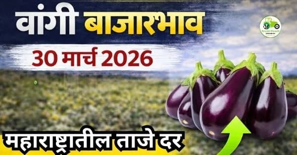 वांगी बाजारभाव 30 मार्च 2026 | महाराष्ट्रातील ताजे दर