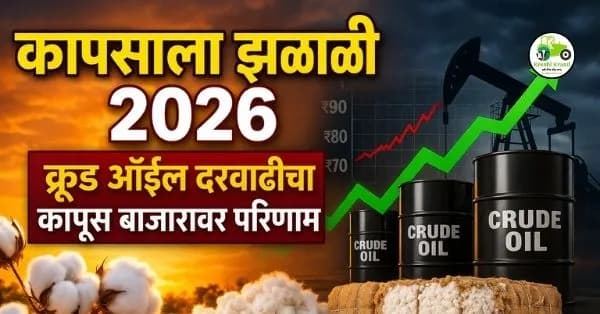 कापसाला झळाळी 2026 | क्रूड ऑइल दरवाढीचा कापूस बाजारावर परिणाम