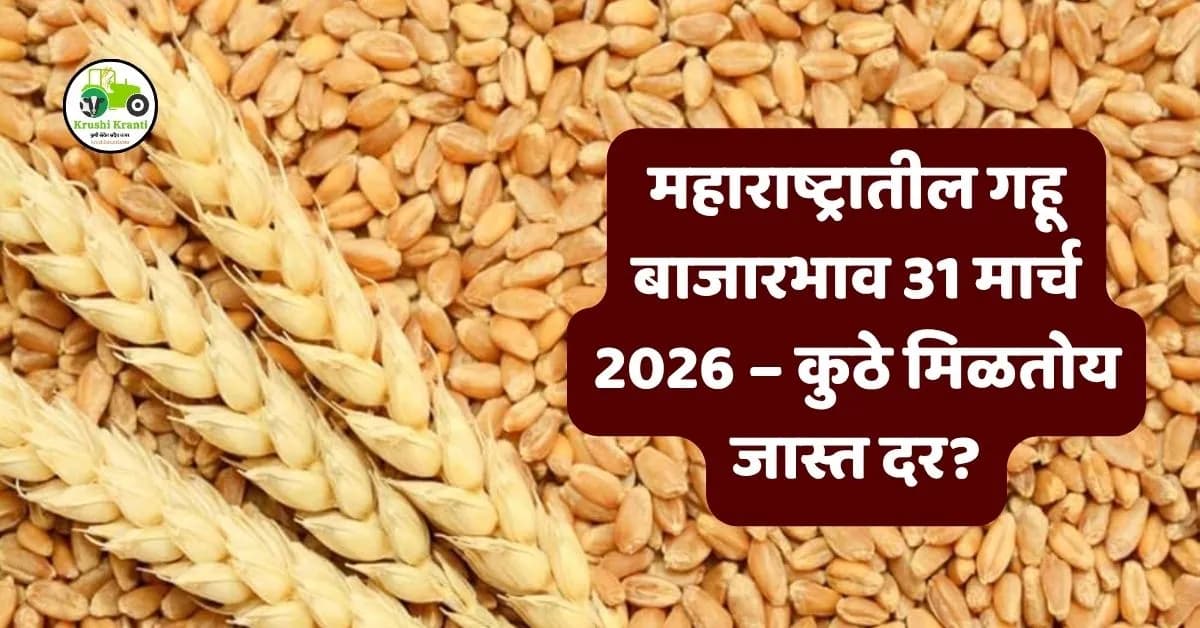 महाराष्ट्रातील गहू बाजारभाव 31 मार्च 2026 – कुठे मिळतोय जास्त दर?