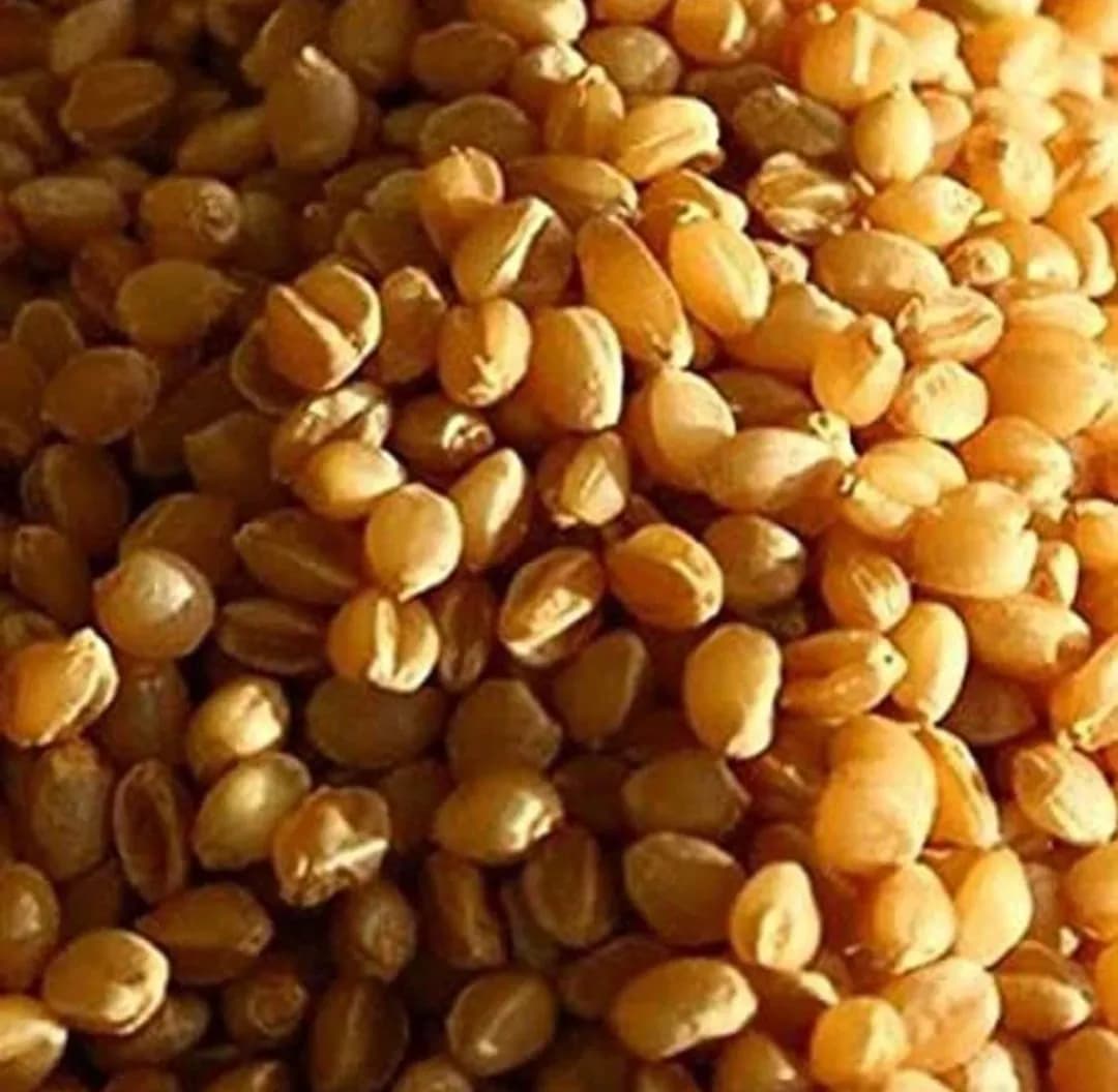 सोनामोती गहू विकणे आहे