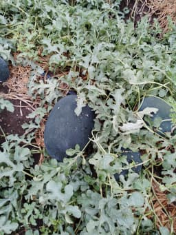 बाहुबली जातीचे टरबूज विकणे आहे