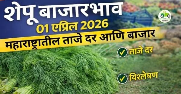 शेपू बाजारभाव 01 एप्रिल 2026 | महाराष्ट्रातील ताजे दर आणि बाजार विश्लेषण