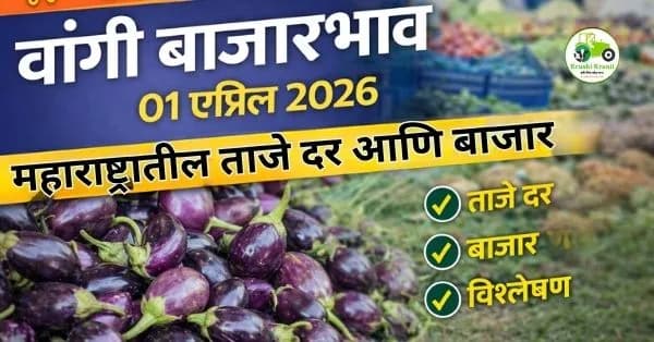 वांगी बाजारभाव 01 एप्रिल 2026 | महाराष्ट्रातील ताजे दर आणि बाजार विश्लेषण
