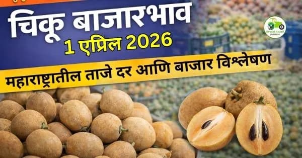 चिकू बाजारभाव 01 एप्रिल 2026 | महाराष्ट्रातील ताजे दर आणि सविस्तर विश्लेषण 