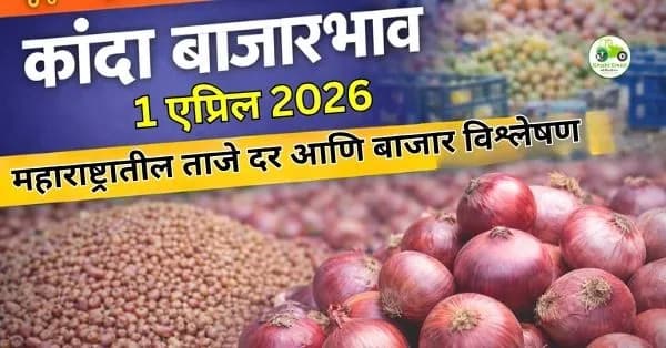 कांदा बाजारभाव 01 एप्रिल 2026 | महाराष्ट्रातील ताजे दर आणि बाजार विश्लेषण