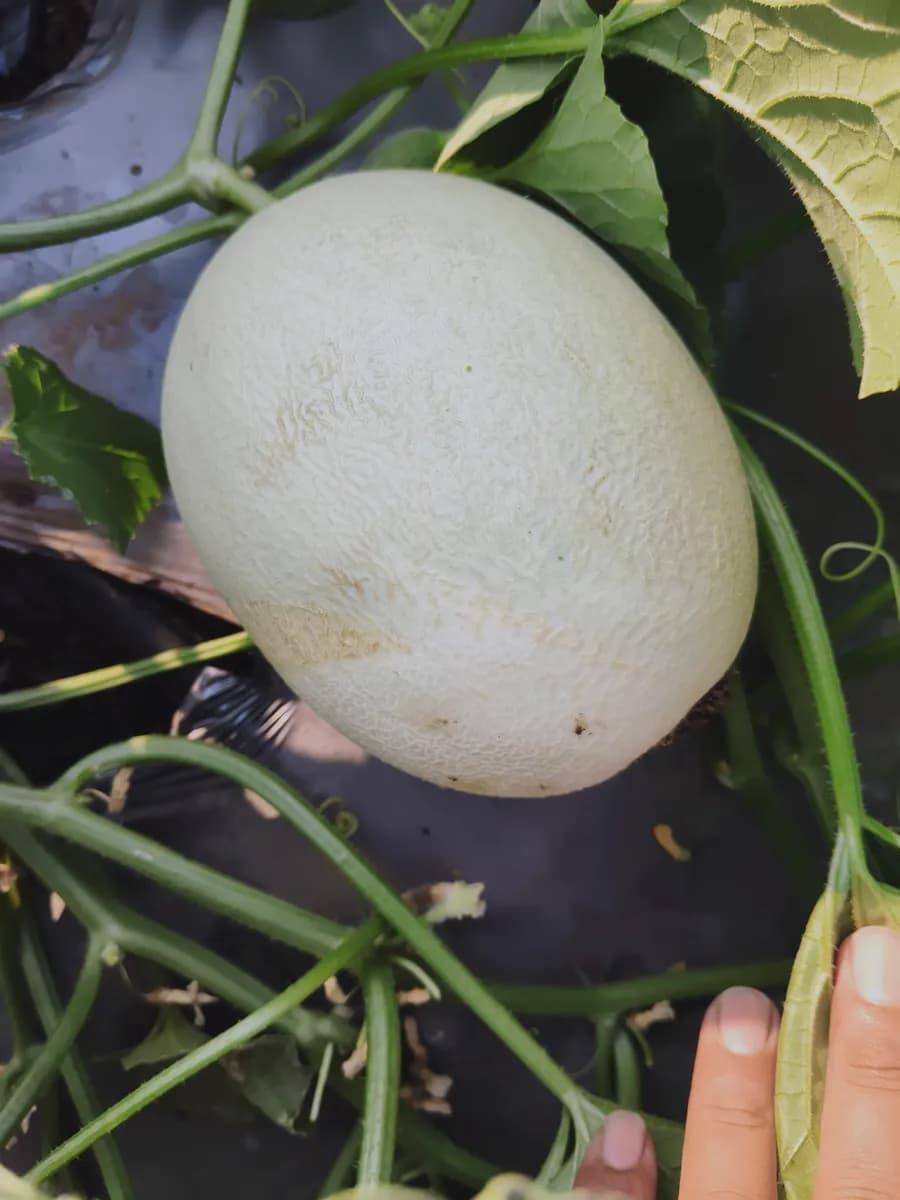 खरबूज विकणे आहे