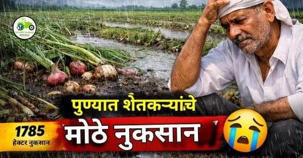  पुणे जिल्ह्यात अवकाळी पावसाचा मोठा फटका – शेतकऱ्यांचे मोठे नुकसान