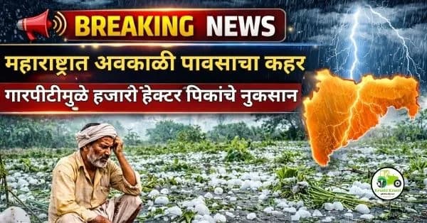  महाराष्ट्रात अवकाळी पावसाचा कहर – गारपीटीमुळे हजारो हेक्टर पिकांचे नुकसान