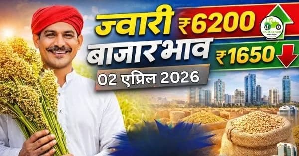  ज्वारी बाजारभाव 02 एप्रिल 2026 | महाराष्ट्रातील ताजे दर, विश्लेषण आणि अंदाज