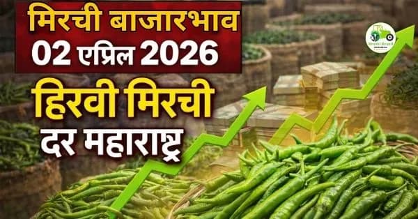 मिरची बाजारभाव 02 एप्रिल 2026 | हिरवी मिरची दर महाराष्ट्र