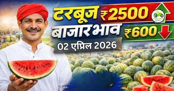  टरबूज बाजारभाव 02 एप्रिल 2026 | महाराष्ट्रातील ताजे दर, विश्लेषण आणि अंदाज
