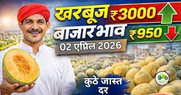  आजचे खरबुज बाजारभाव(02 एप्रिल 2026