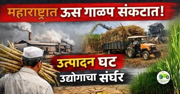  महाराष्ट्रातील ऊस गाळप हंगाम शेवटाकडे – संपूर्ण विश्लेषण