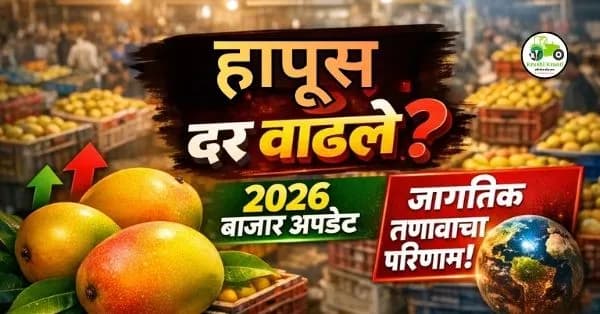  मुंबईतील हापूस आंबा बाजार 2026: दर, आवक आणि जागतिक तणावाचा परिणाम