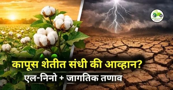 खरीप 2026: जागतिक तणाव, एल-निनो आणि कापूस शेती — संधी की आव्हान?