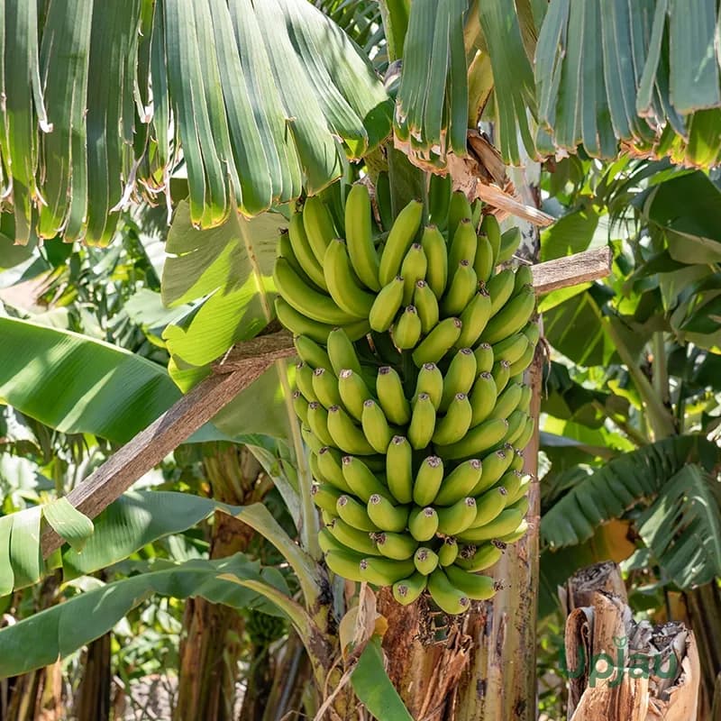 एक्सपोर्ट क्वालिटी G9 केळी विक्रीसाठी | 100 टन उत्तम दर्जा