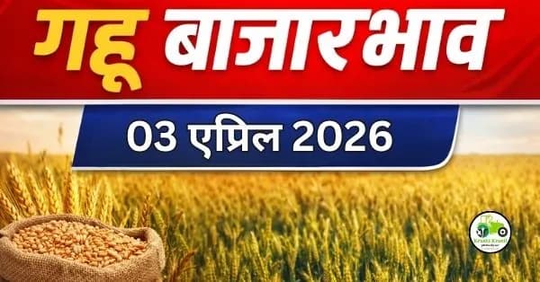  गहू बाजारभाव 03 एप्रिल 2026