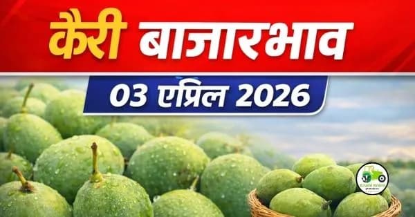  कैरी बाजारभाव 03 एप्रिल 2026
