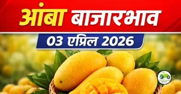 आंबा बाजारभाव 03 एप्रिल 2026