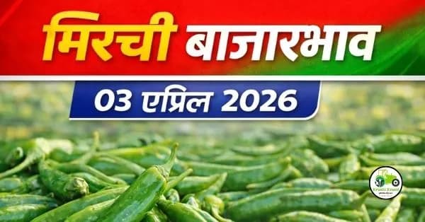 आजचे हिरवी मिरची बाजारभाव 03 एप्रिल 2026