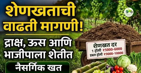 शेणखताची वाढती मागणी: द्राक्ष, ऊस आणि भाजीपाला शेतीत नैसर्गिक खताचा वापर वाढला