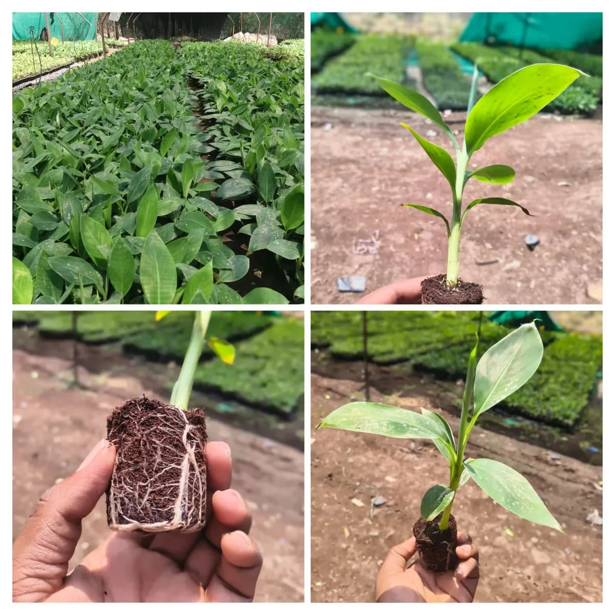 टिशू कल्चर G9 केळी रोपे विकणे आहे