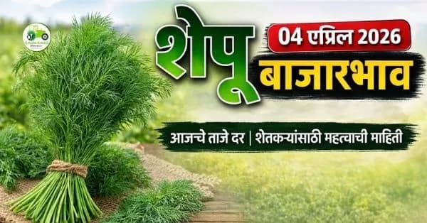 शेपू बाजारभाव 04 एप्रिल 2026