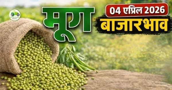 मूग बाजारभाव 04 एप्रिल 2026:  संपूर्ण माहिती