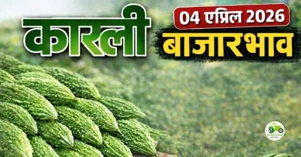 कारली बाजारभाव 04 एप्रिल 2026:  संपूर्ण माहिती