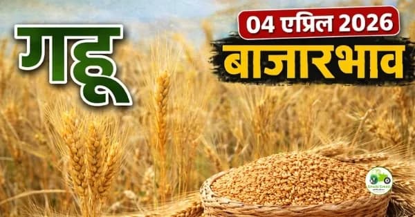 गहू बाजारभाव 04 एप्रिल 2026: शरबती गव्हाला ₹4400+ दर | संपूर्ण माहिती
