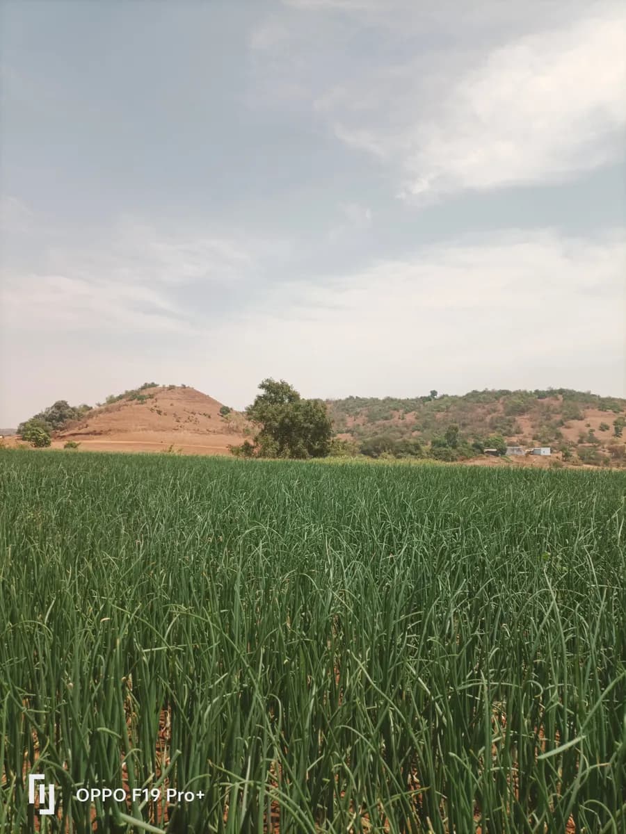 कांदा पात विक्रीसाठी उपलब्ध