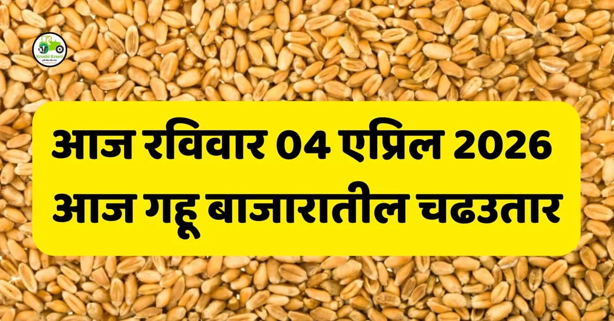 आज रविवार 04 एप्रिल 2026 – आज गहू बाजारातील चढउतार