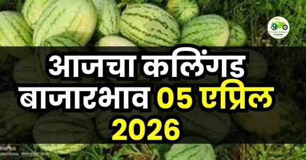 आजचा कलिंगड बाजारभाव 05 एप्रिल 2026