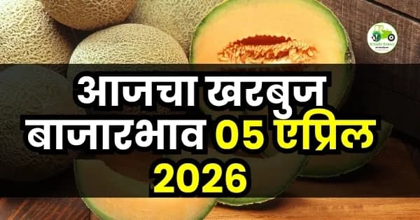 आजचा खरबुज बाजारभाव 05 एप्रिल 2026