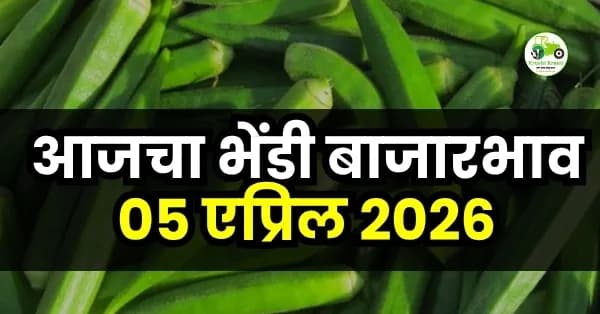आजचा भेंडी बाजारभाव 05 एप्रिल 2026