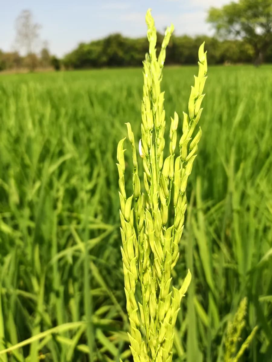 धान खरेदी केली जाईल 