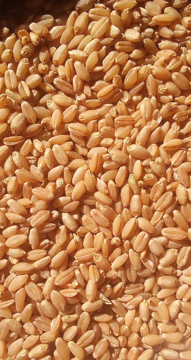 गहू विकणे आहे