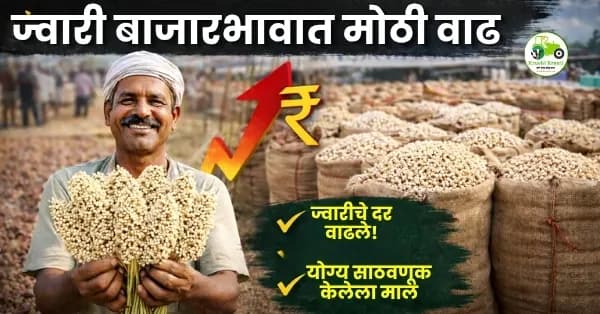 ज्वारी बाजारभावात मोठी वाढ – दर्जेदार मालाला मिळतोय जास्त भाव