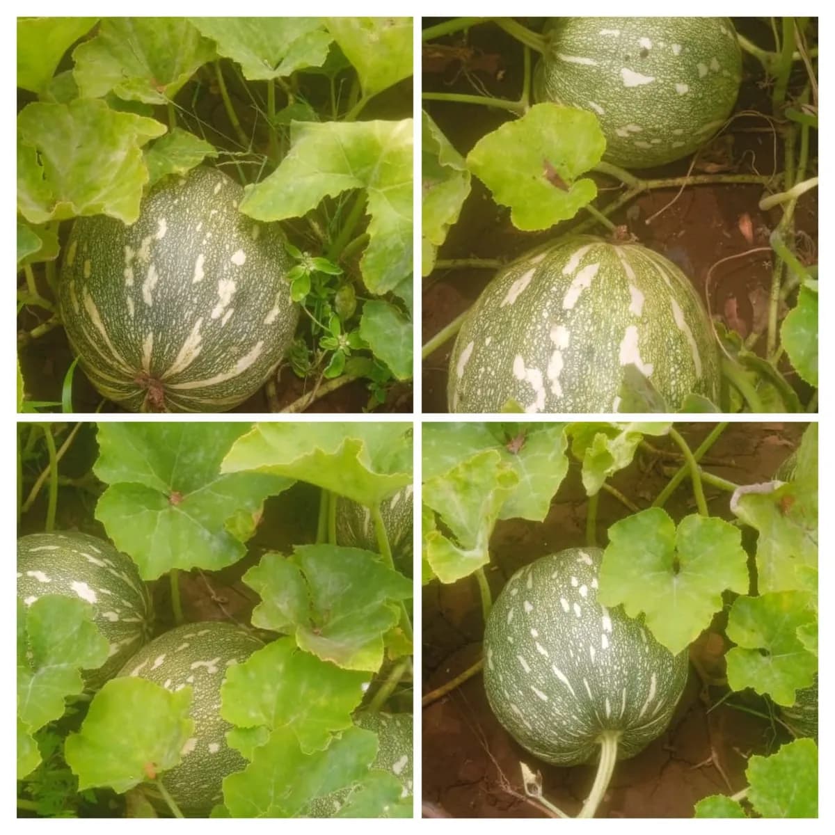 डांगर विक्रीसाठी उपलब्ध