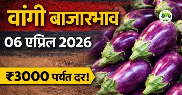 वांगी बाजारभाव 06 एप्रिल 2026
