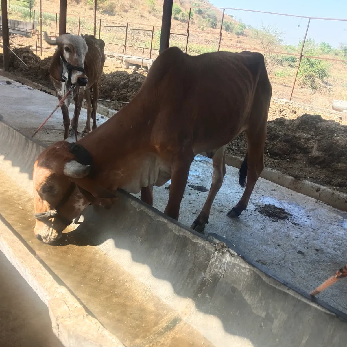 गिर गाय विक्रीसाठी उपलब्ध