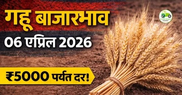 गहू बाजारभाव 06 एप्रिल 2026